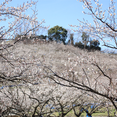 南高梅の花