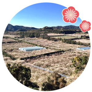 南高梅のパイロット畑